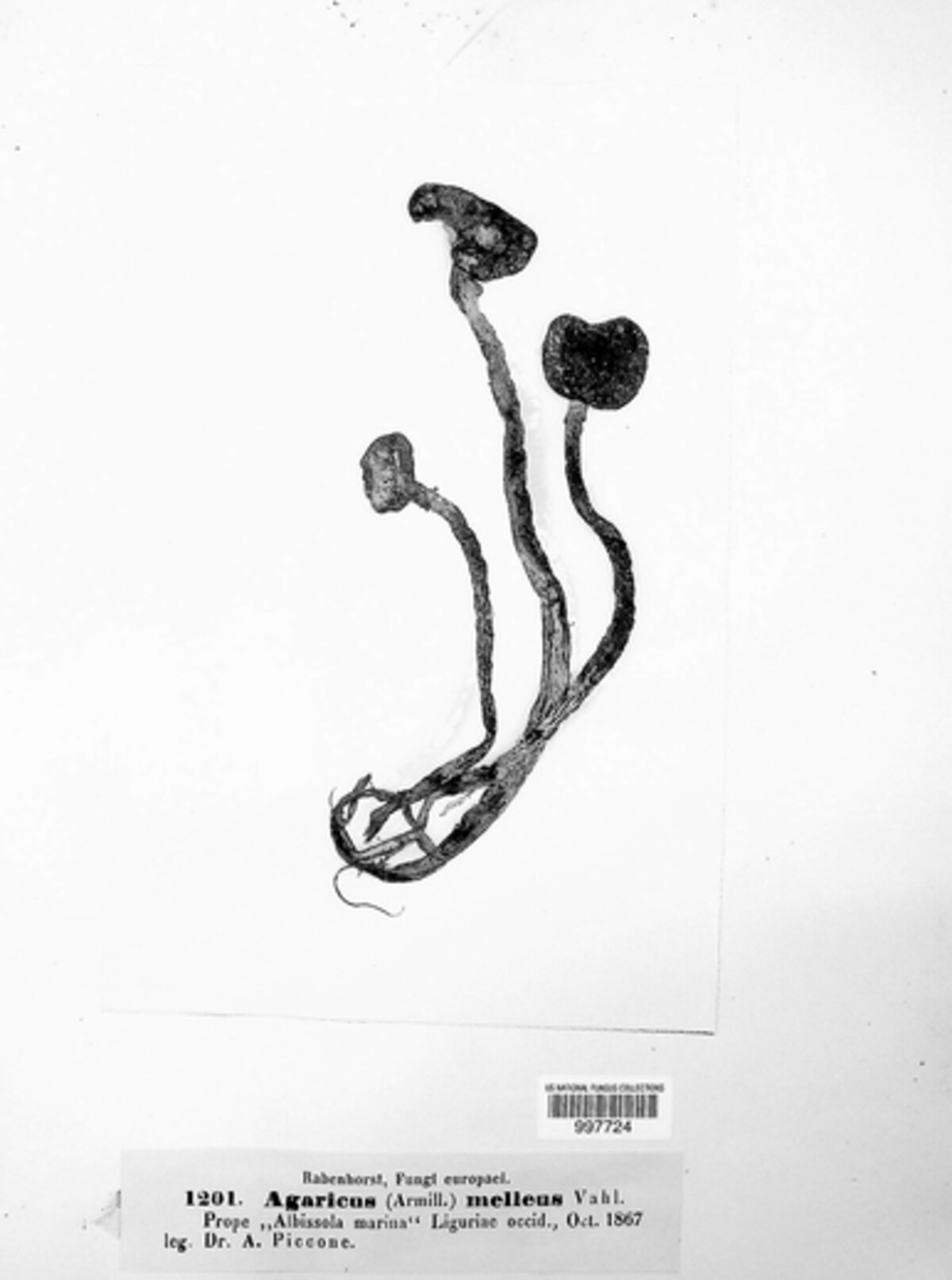 Armillaria mellea image
